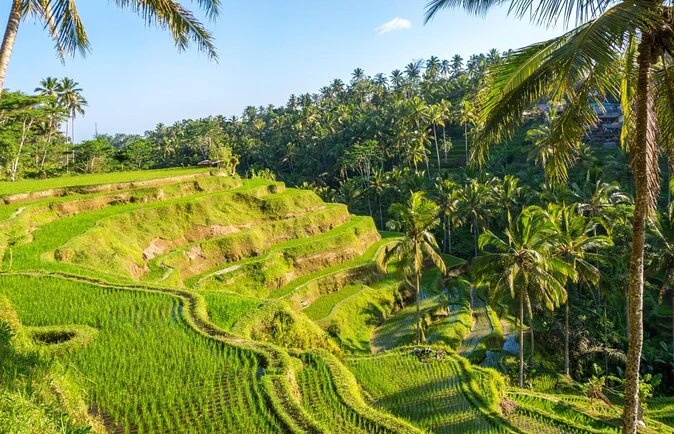 Tegalalang Rice Terrace (Sawah Terasering Tegalalang) Tours